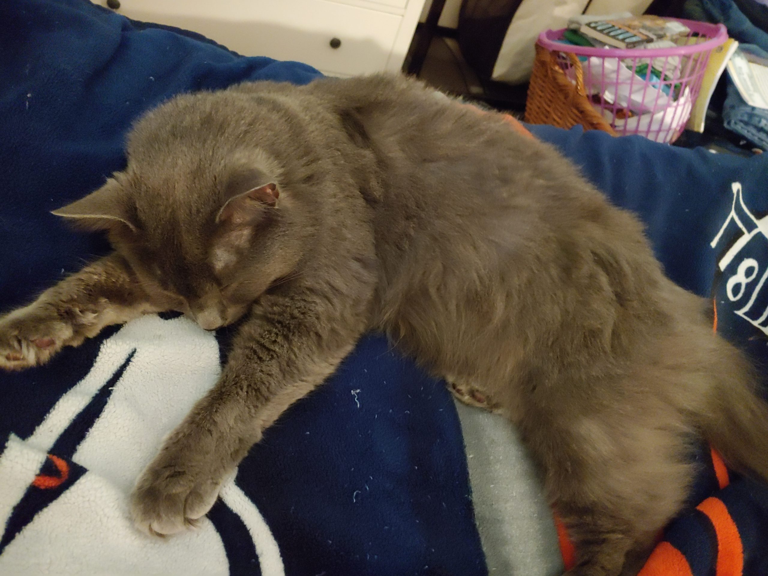 Grey cat sleeping on a Denver Broncos blanket